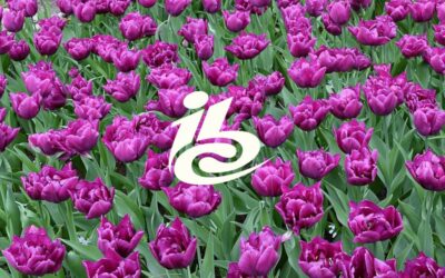 Meet us at IBC 2018!